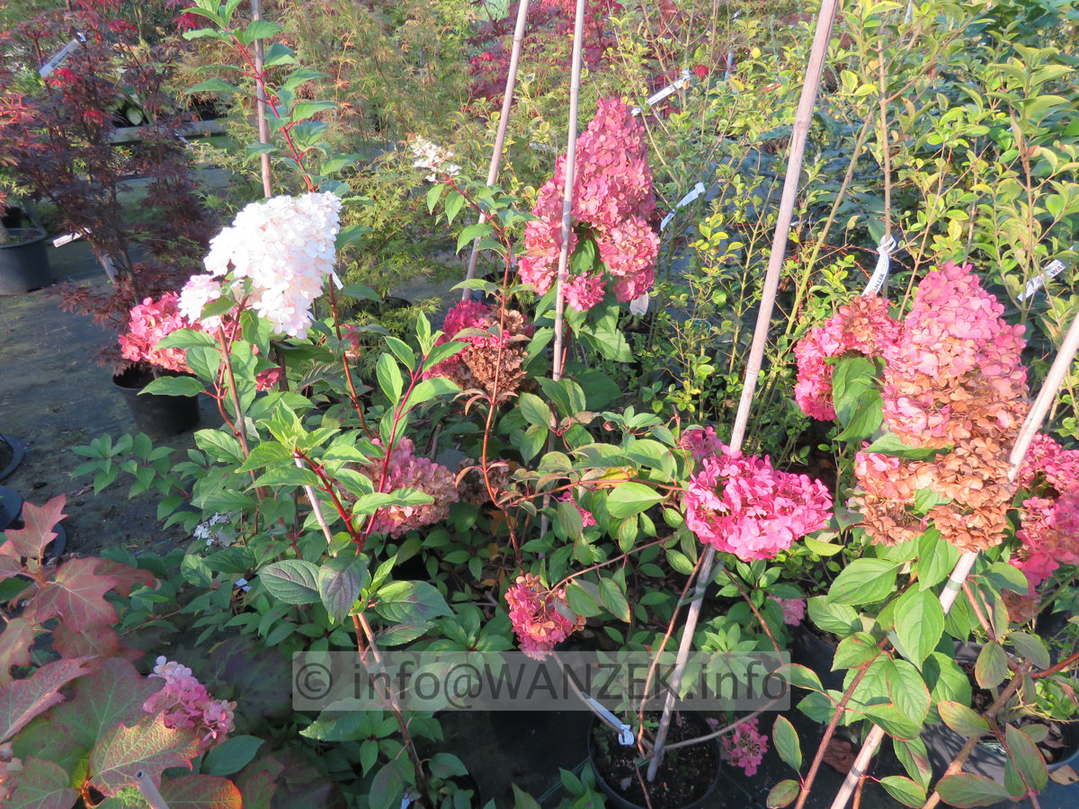 Hydrangea paniculata Vanilla Fraise 06.JPG